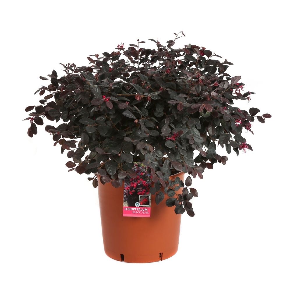 PIANTE ORNAMENTALI - LUCCHINI  TODESCHINI